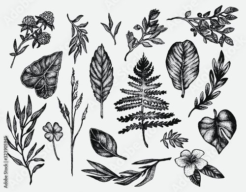 Hand drawn botanical forest composition ink illustrations  in stippling technique. isolated vector clip art collection for graphic design projects, postcards, invitation decorative elements. © Elīna Madelāne