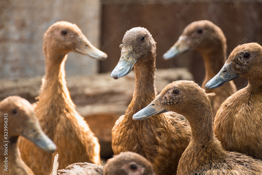 Group of ducks in farm, traditional farming in Thailand, animal farm. Group of ducks in farm, traditional farming in Thailand, animal farm.
