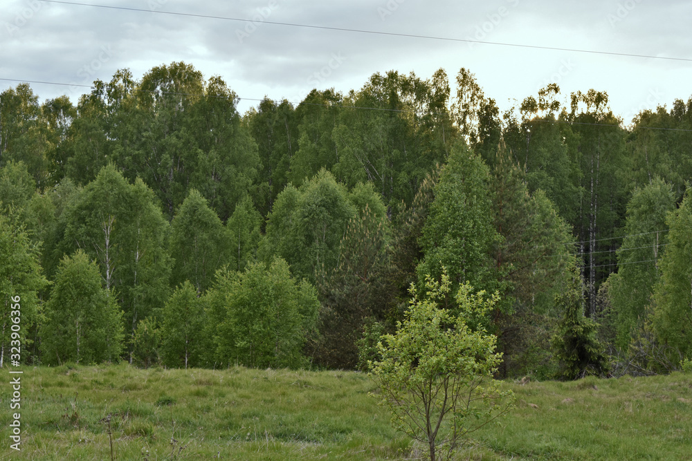 Obraz premium landscape with trees and blue sky