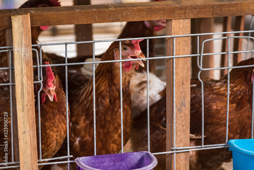 Eggs Chickens ,hens in cages industrial farm.
