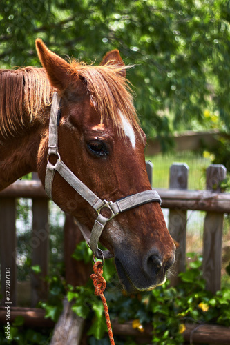Portrait of a beautiful brown horse