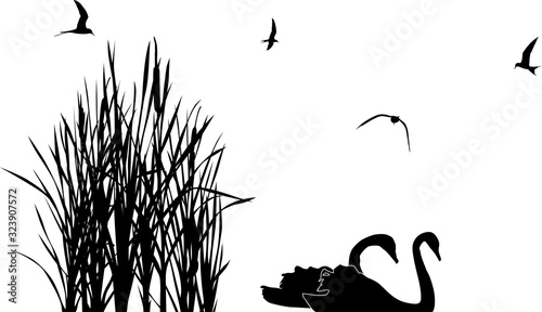 black swans couple between reeds