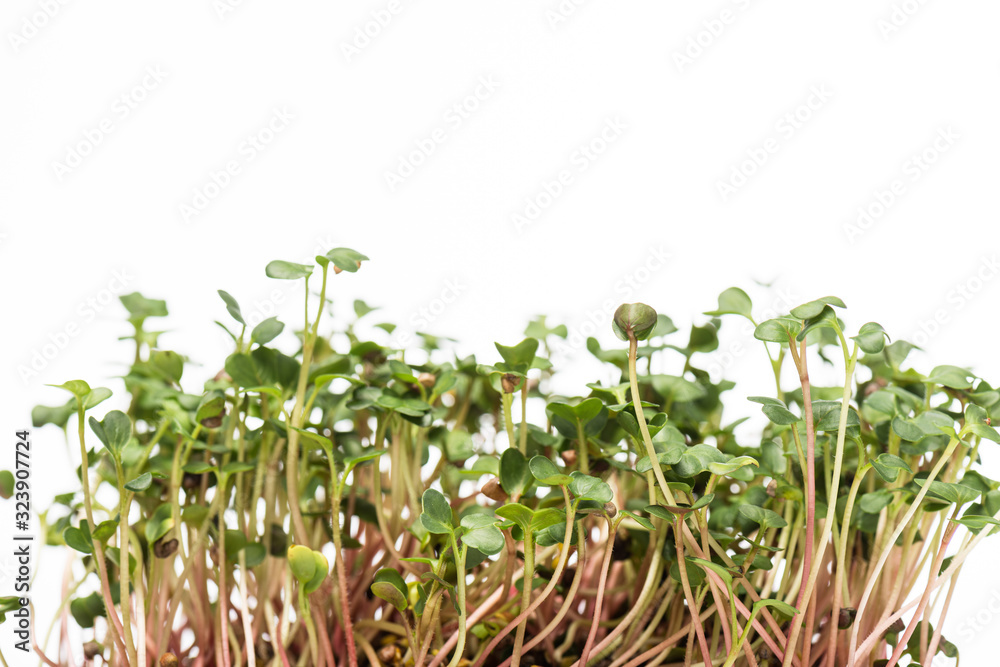 Microgreens with green leaves isolated on white Microgreens with green leaves isolated on white