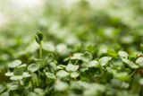 Selective focus of green leaves of microgreens