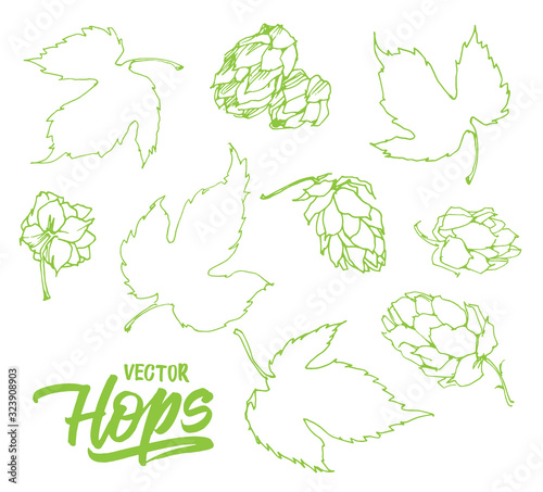 Set with hops on white background. Drawing sketch. Vector illustration.