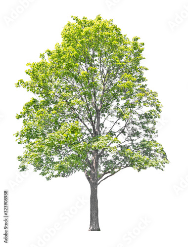 old bright green maple tree on white