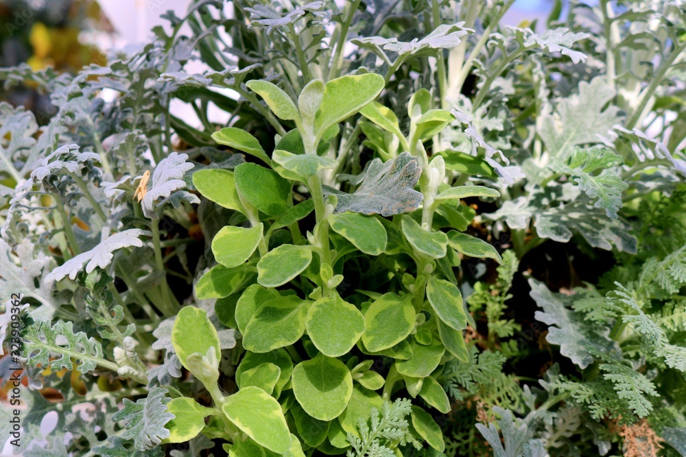 Obraz premium 観葉植物 ハーブ 緑 癒し