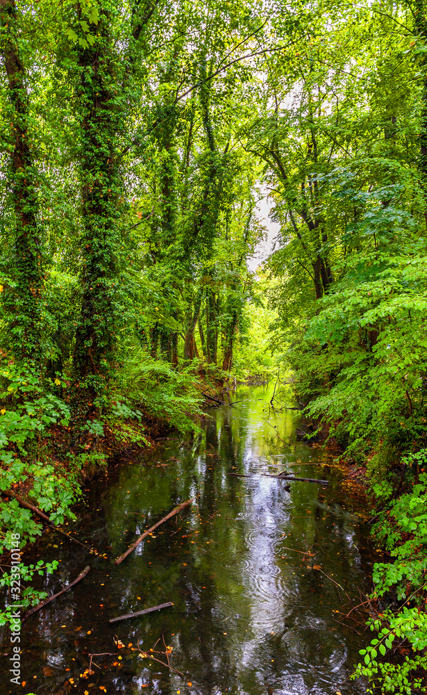 Scenic forest creek. Austria