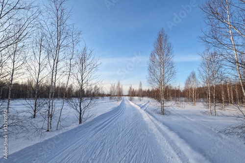 Ski track in a forest among birches in the countryside for sporting events  Novosibirsk  Russia