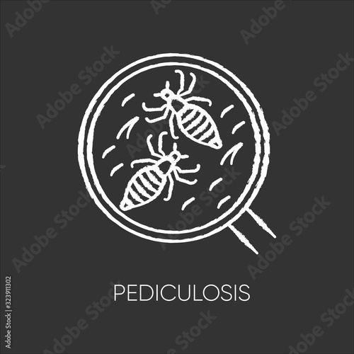 Pediculosis chalk white icon on black background. Contagious medical problem, epidemic disease, head lice. Tiny insects under magnifying glass isolated vector chalkboard illustration