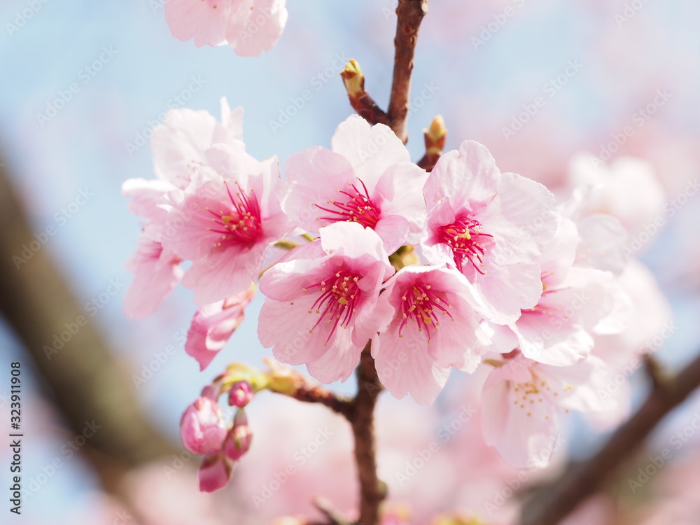 ピンク色が濃い大寒桜が満開な日本の春の風景 Stock Photo Adobe Stock