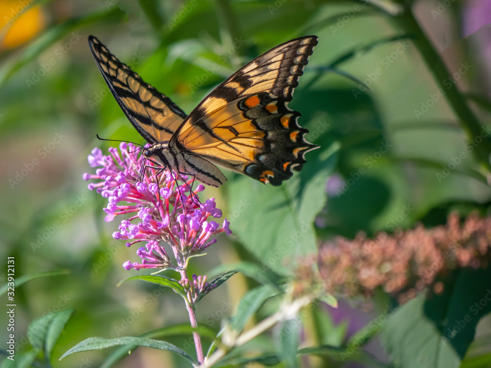 Papilio glaucus, eastern tiger swallowtail, Papilio glaucus, eastern tiger swallowtail,