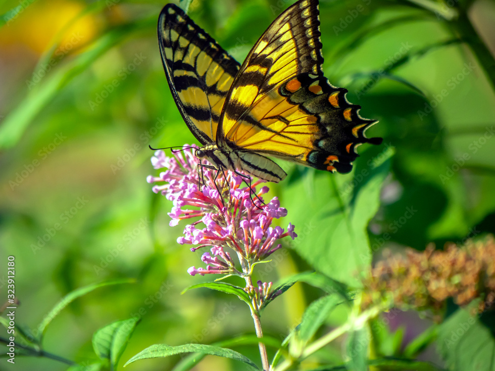 Papilio glaucus, eastern tiger swallowtail, Papilio glaucus, eastern tiger swallowtail,