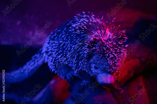 El puercoespín arborícola (Coendou prehensilis) es una especie de roedor histricomorfo de la familia Erethizontidae. photo