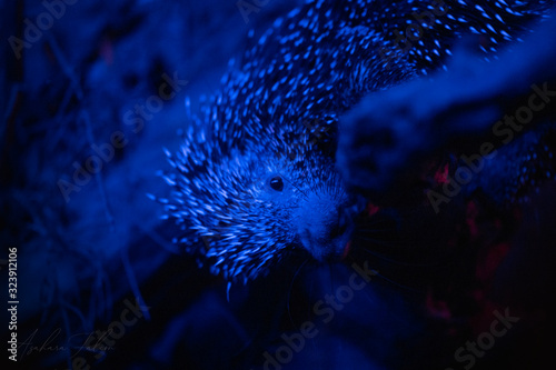 El puercoespín arborícola (Coendou prehensilis) es una especie de roedor histricomorfo de la familia Erethizontidae. photo