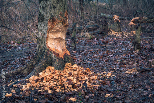 Trees bitten by beavers in forest in Zalesie Gorne near Piaseczno, Poland photo