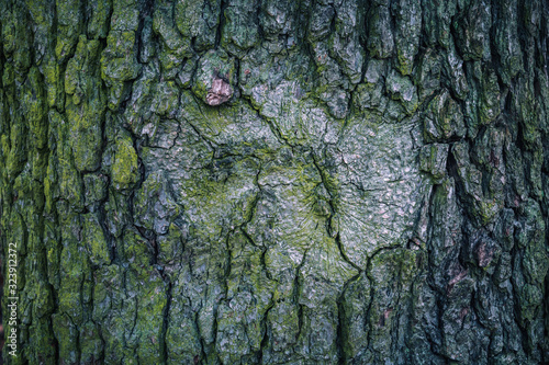 Natural green background - Bark on the tree