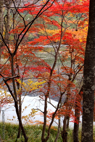 晩秋の燃えるような紅葉