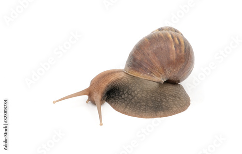 Closeup snail isolated on white background