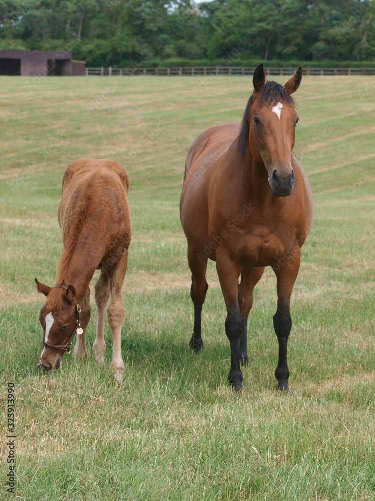 Fototapeta premium Mare and Foal