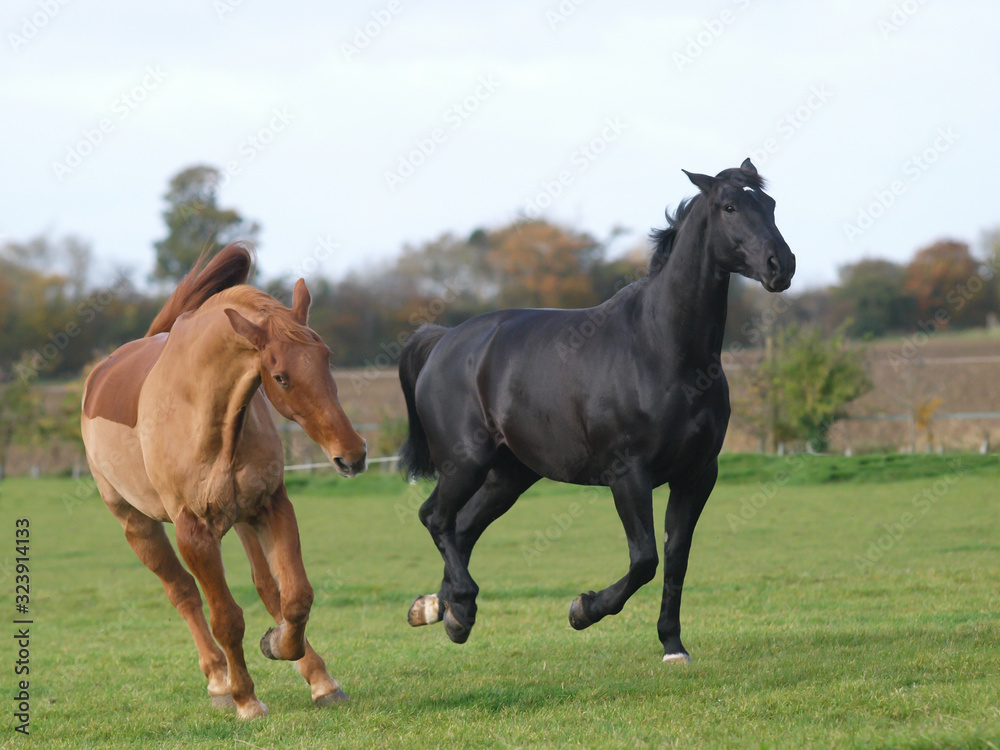 Two Retired Horses