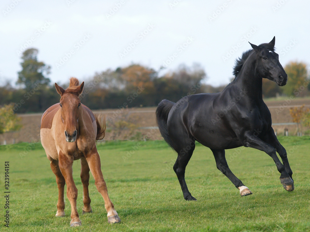 Two Retired Horses Two Retired Horses