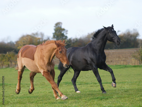 Two Retired Horses © Nigel Baker