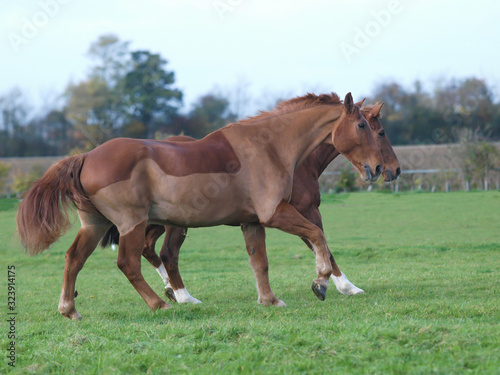 Two Retired Horses