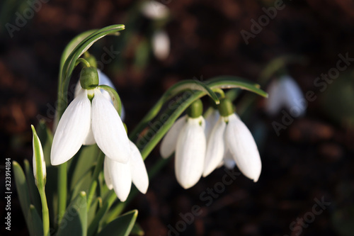 Snowdrops blooming in sunlight. First spring flowers in the forest