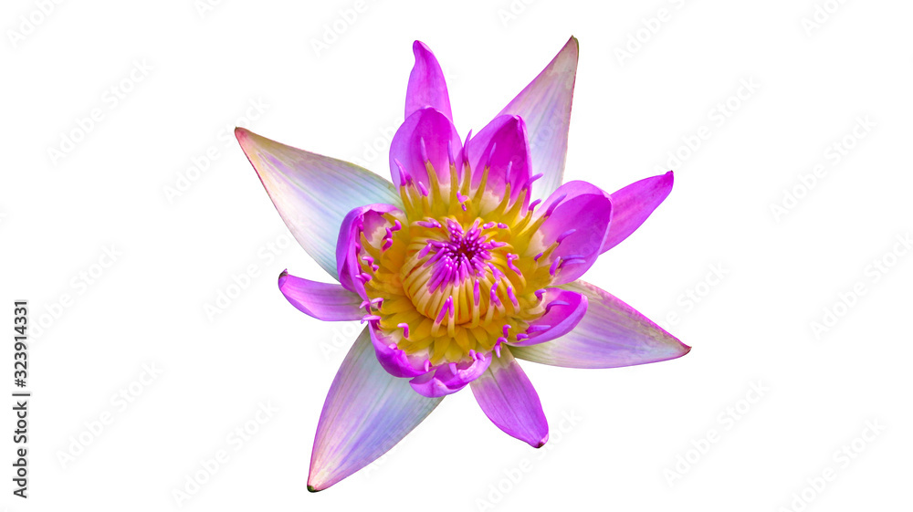purple water lily isolated on white background purple water lily isolated on white background