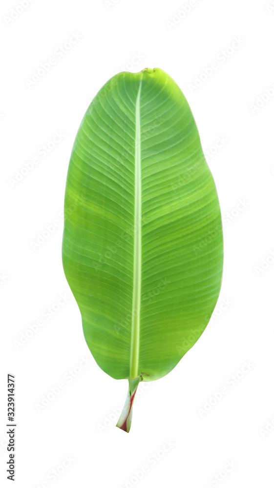 Obraz premium Isolated Green Banana Leaf On White Background