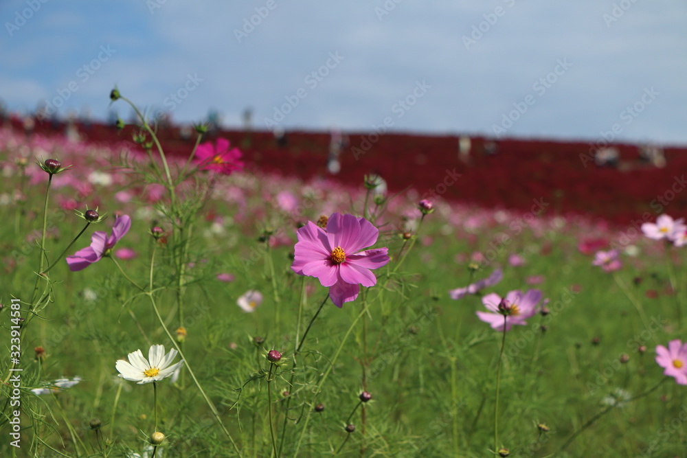 Obraz premium コスモスの花