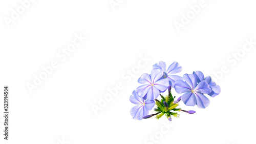 Isolated Violet Lobelia Flowers On White Background