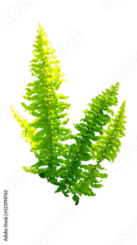 Isolated Green Fern Leaf On White Background