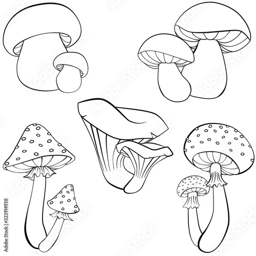 Hand drawing vector illustration in black outline on a white background. Set of different  mushrooms. Fresh forest plants collection. Amanita, Fly agaric, chanterelles, boletus. Coloring page.