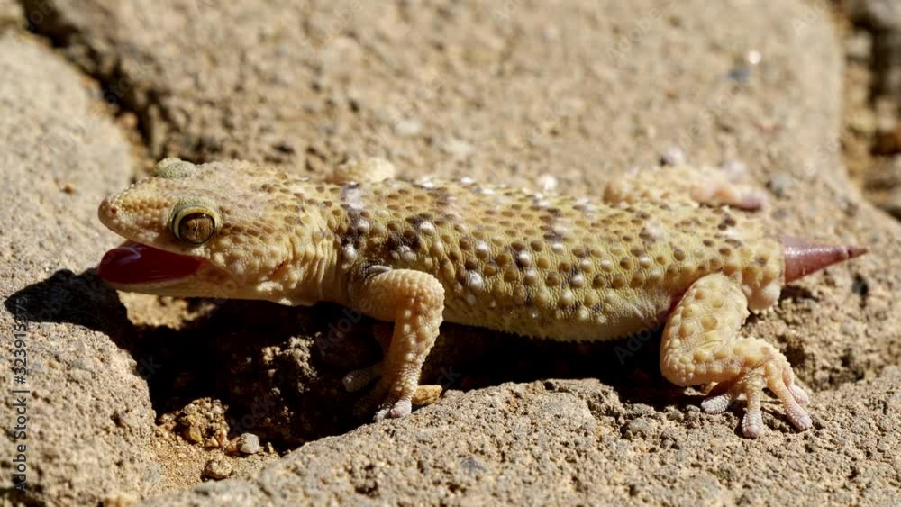 Namibian Lizard, Close Up