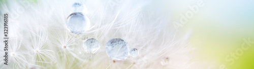 Foto Dandelion seed with dew drops