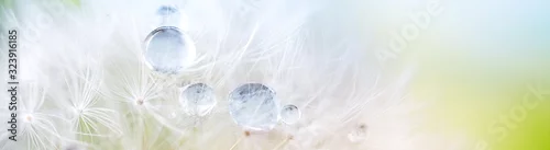 Panel kuchenny z motywem Dandelion seed with dew drops. Beautiful soft spring background. Copy space. Soft focus abstract background.