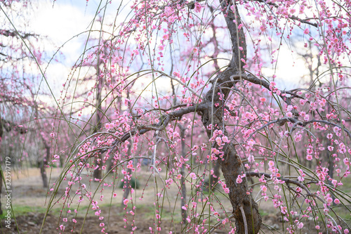 枝垂れ梅