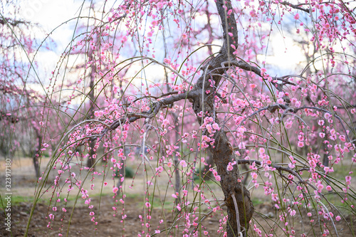 枝垂れ梅と梅林