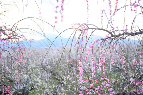 枝垂れ梅と梅林