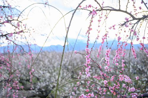 枝垂れ梅と梅林