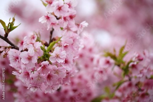 河津桜の風景