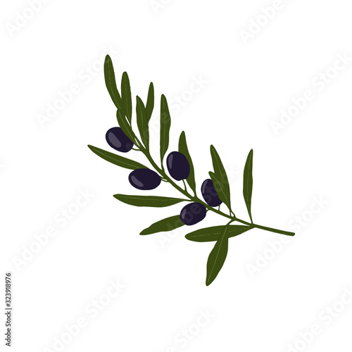 Vector olive branche. Hand drawn vector illustration.