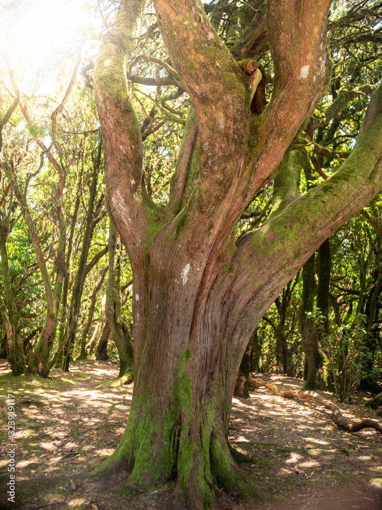 Beautiful photo of old laurel forest on the slope of volcano Beautiful photo of old laurel forest on the slope of volcano