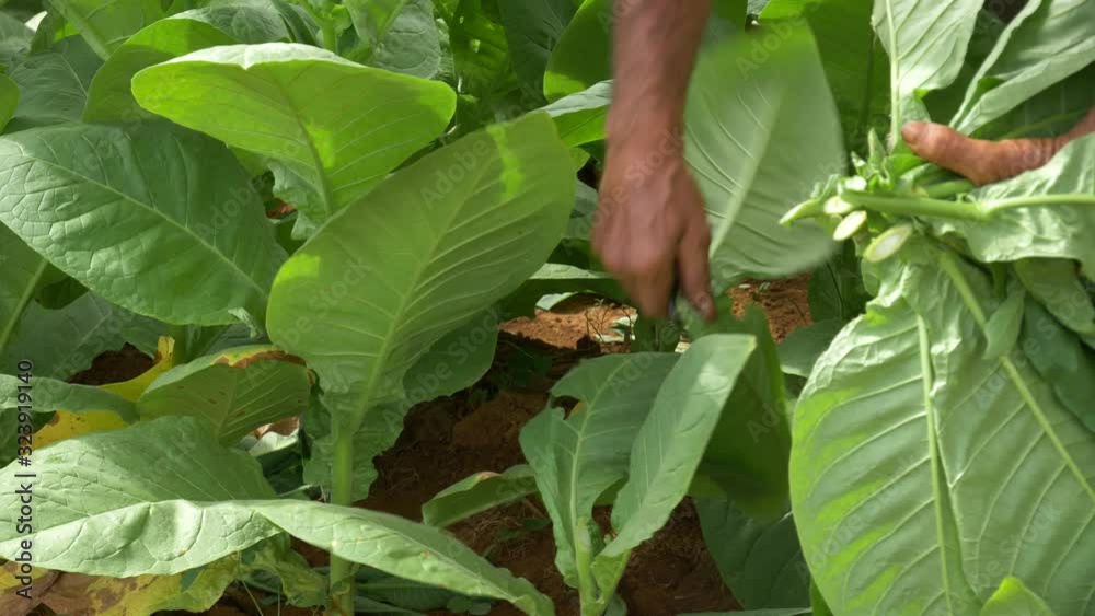 Old Farmer harvesting tobacco(detail shot)