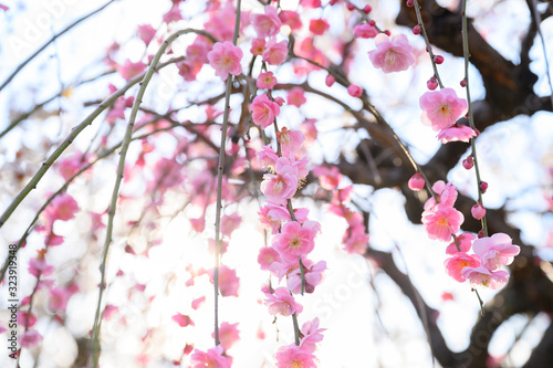枝垂れ梅と梅林と青空
