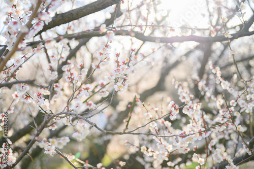 梅の花と青空と梅林