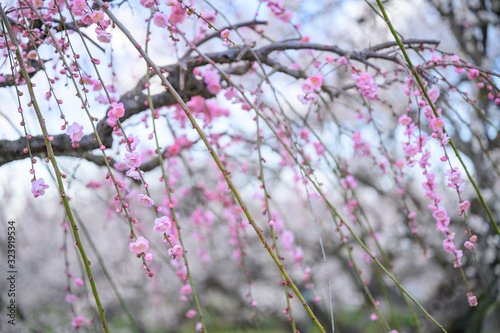 枝垂れ梅と梅林と青空