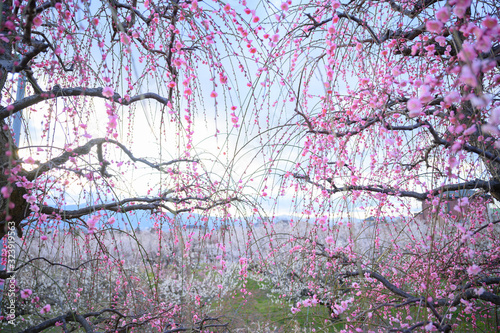 枝垂れ梅と梅林と青空